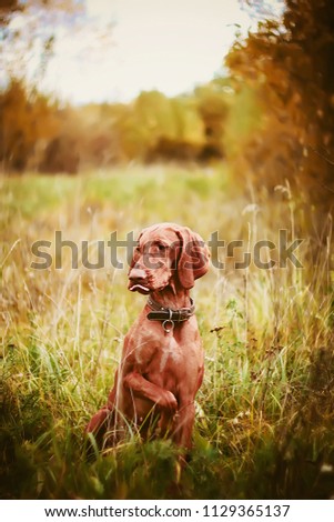 Similar – Labrador retriever Blonde