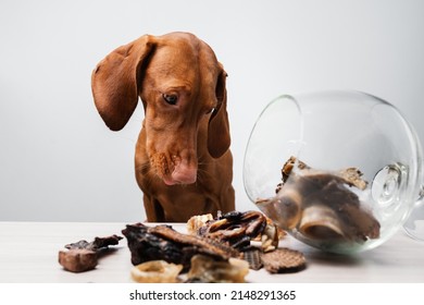 Hungarian Vizsla Dog Eats Treats