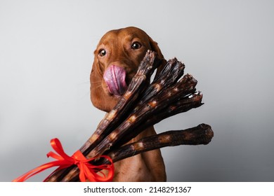 Hungarian Vizsla Dog Eats Treats