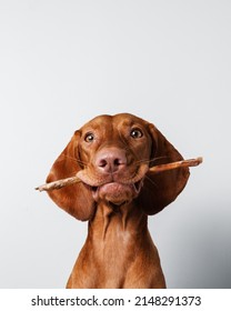 Hungarian Vizsla Dog Eats Treats