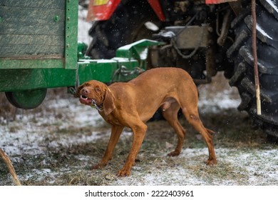 Hungarian Vizsla Dog Escaping From Leash Biting Leash