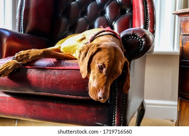A Hungarian Vizsla dog lies across a old style high backed red coloured leather armchair. These energetic hunting dogs require plenty of exercise but know how to relax once at home