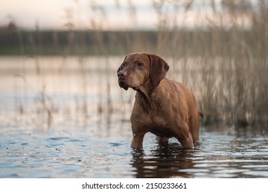 Hungarian Vizsla Dog Playing In The Water
