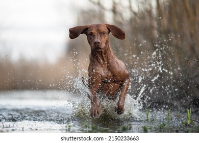 Hungarian Vizsla Dog Playing In The Water
