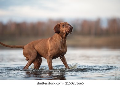 Hungarian Vizsla Dog Playing In The Water
