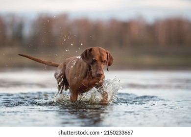 Hungarian Vizsla Dog Playing In The Water
