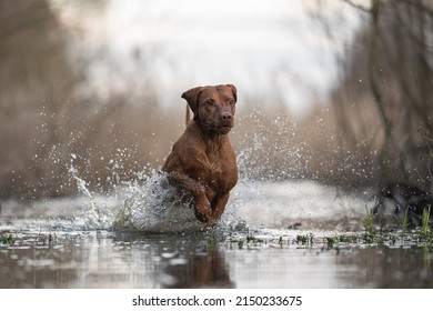 Hungarian Vizsla Dog Playing In The Water
