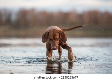 Hungarian Vizsla Dog Playing In The Water
