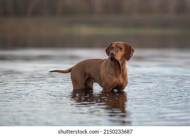 Hungarian Vizsla Dog Playing In The Water
