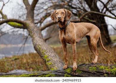 Hungarian vizsla dog posing outdoors in park in autumn. The Vizsla also called a Hungarian Pointer or Magyar Vizsla is a hunting dog