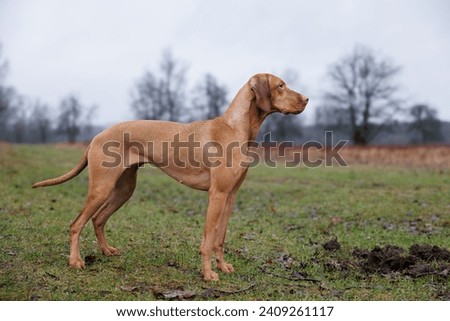 Hungarian vizsla dog posing outdoors in park in autumn. The Vizsla also called a Hungarian Pointer or Magyar Vizsla is a hunting dog