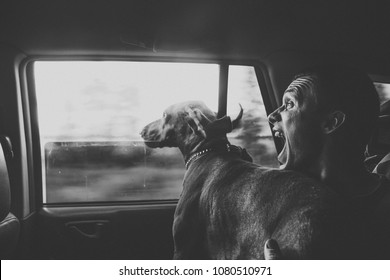 Hungarian Vizsla Dog And Young Man, Traveling In The Car, Black And White Photo