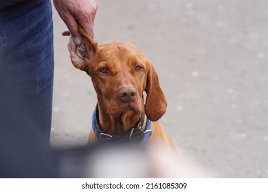 Hungarian Vizsla With Hand Holding Ear Beautiful Pedigree Pet And Owner