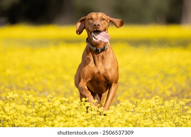 Hungarian Vizsla happy dog running 