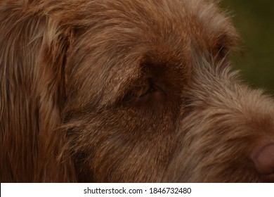 Hungarian Vizsla Hunting In The Autumn Forest. Close Up Portrait