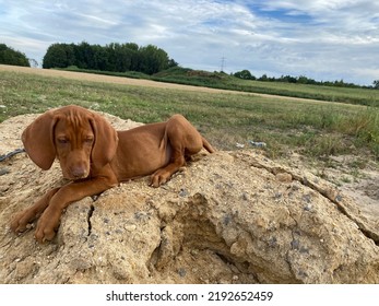 Hungarian Vizsla Playing In The Sand.