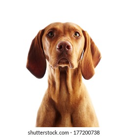 Hungarian Vizsla Pointer Dog On White Background