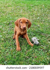 Hungarian Vizsla Puppy With A Pig Toy.