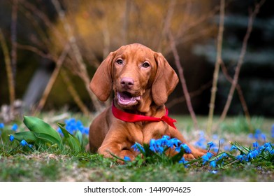 Hungarian Vizsla Small Puppies Spring