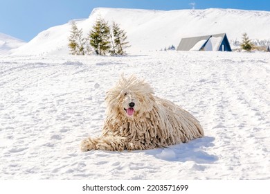 Hungarian white purebred puli breed dog,shepherd dog with dreadlock outdoor lying on snow at winter in the Carpathian mountains, Ukraine, Europe.