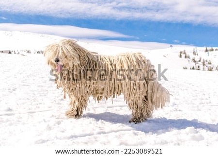 Hungarian white purebred puli breed dog,shepherd dog pet with dreadlock outdoor lying on snow at winter in the Carpathian mountains, Ukraine, Europe.