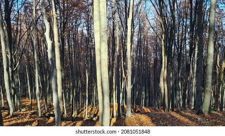 Mátra, Hungary: Autumn Hike In The Mátra