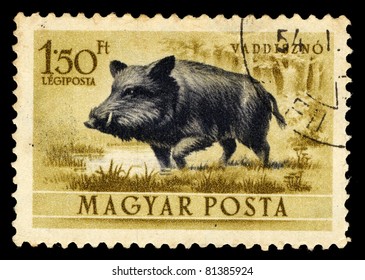 HUNGARY - CIRCA 1953: A Stamp Printed In Hungary Shows Image Of Vaddiszno (also Wild Pig, Sus Scrofa), Circa 1953