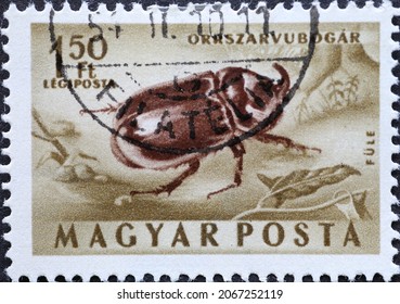 Hungary circa 1954: A post stamp printed in Hungary showing the insect: Rhinoceros Beetle (Oryctes nasicornis)