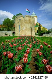 Hungary, Pécs City Center Blooms In April