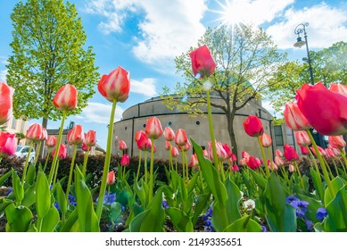 Hungary, Pécs City Center In Spring With Tulip Flowers. 