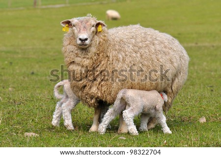 Similar – Image, Stock Photo Beautiful lamb next to its mother