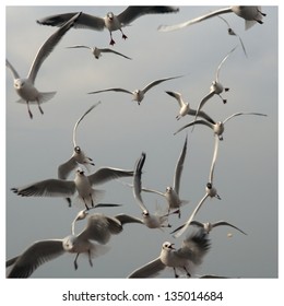 Hunger Games - Seagulls Competing Over A Bagel Piece