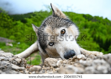 Hungry and abandoned dog in nature. Abandoned husky with different colored eyes.