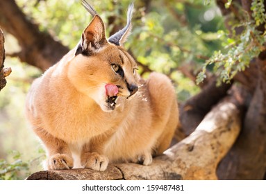 Hungry African Caracal On A Branch Leaking His Mouth With His Tongue, Namibia