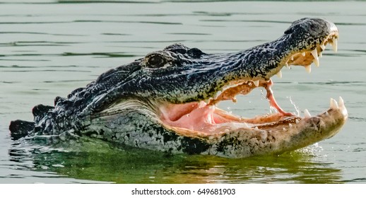 Hungry Alligator