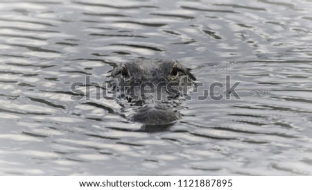 hungry alligator swimming straight for you