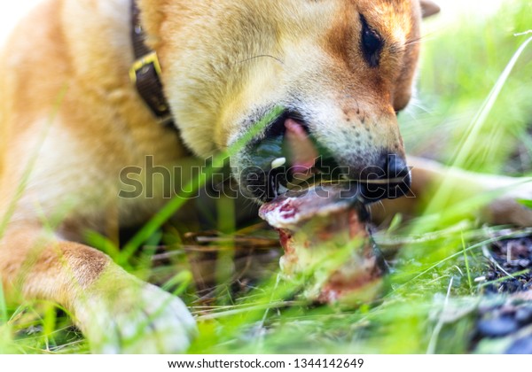 Hungry Angry Red Dog Appetite Gnawing Stock Photo Edit Now