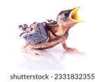 Hungry Baby Sparrow on white background