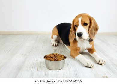 A hungry beagle dog is lying on the floor and looking at a bowl of dry food. 