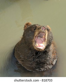Hungry Bear