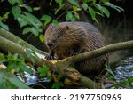 Hungry beaver. Wild European beaver, Castor fiber, sitting on felled tree in water and gnawing bark from branches. Brown furry animal with long flat tail. Largest European rodent in nature habitat.