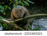 Hungry beaver. Wild European beaver, Castor fiber, sitting on felled tree in water and gnawing bark from branches. Brown furry animal with long flat tail. Largest European rodent in nature habitat.