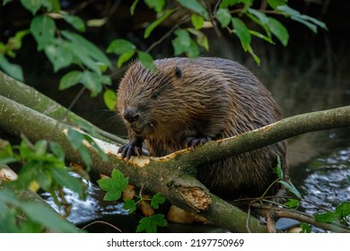 Un castor hambriento. castor europeo salvaje, fibra de Castor, sentado en un árbol derramado en el agua y cortezas de ramas. Perro morado marrón con cola plana larga. El mayor roedor europeo en el hábitat natural.