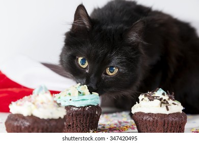 Hungry Black Cat Looks Cupcake On White Background