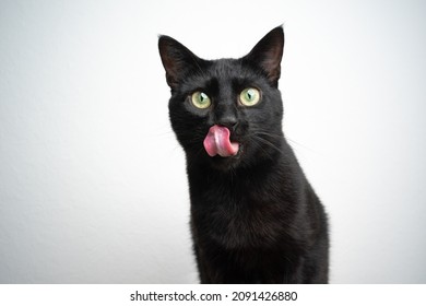 hungry black cat with tongue out licking lips looking at camera on white background