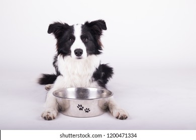 Hungry Black And White Border Collie With A Dog Bowl In A Photo Studio On White Background