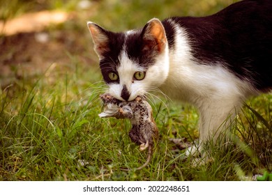 A hungry black and white house cat holding a dead mouse in its mouth- A dead mouse hanging out of the mouth of a house cat- A dead field mouse caught by a domesticated house cat