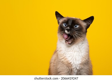 Hungry Blue Eyed Siamese Cat Licking Lips With Mouth Wide Open Looking To The Side On Yellow Background With Copy Space