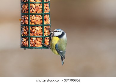 Hungry Blue Tit Eating From Garden Bird Feeder ( Cyanistes Caeruleus )