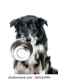 Hungry Border Collie Dog With Empty Bowl